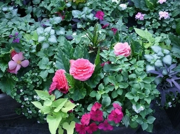 vasi e fioriere : Fioriere da balcone