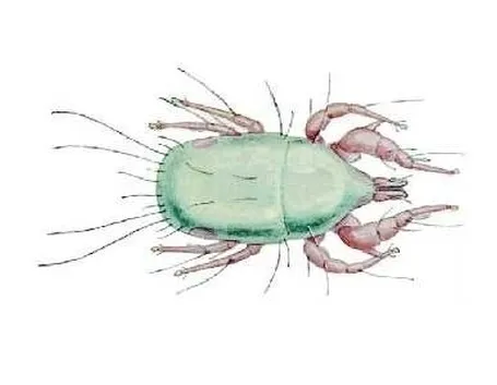 Acari-11