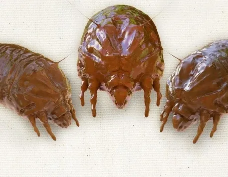 Acari