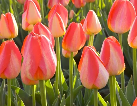 bulbi di tulipano