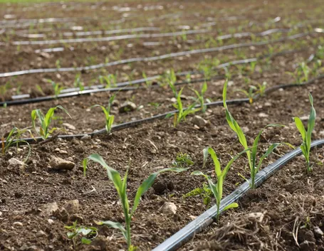 Concimazione e irrigazione
