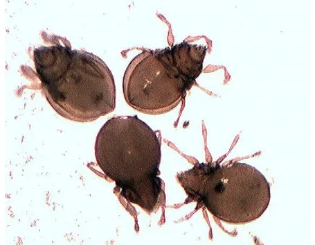 Cosa sono gli acari delle piante
