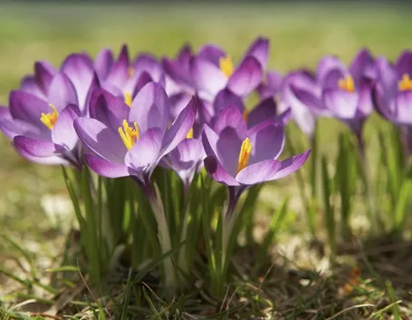 Domanda: Far fiorire i bulbi di fresia