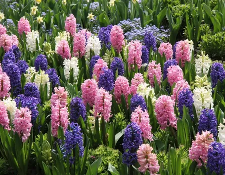 Fiori da bulbi 
