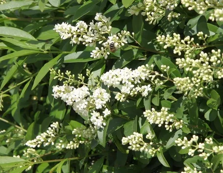 Irrigazione ligustro 