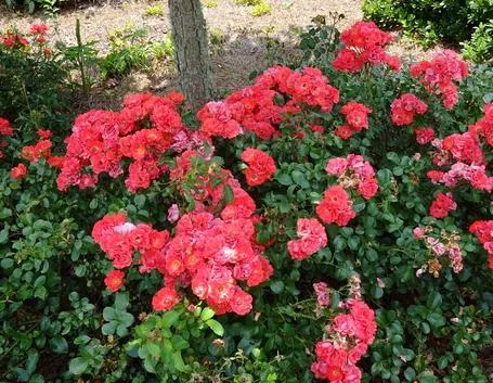 La concimazione delle rose