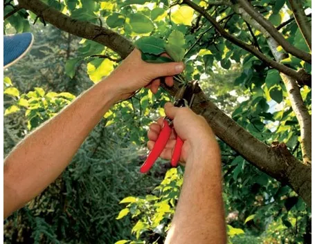 Manutenzione del giardino