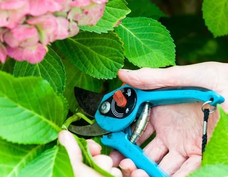 Radicare la talea dell'ortensia in acqua