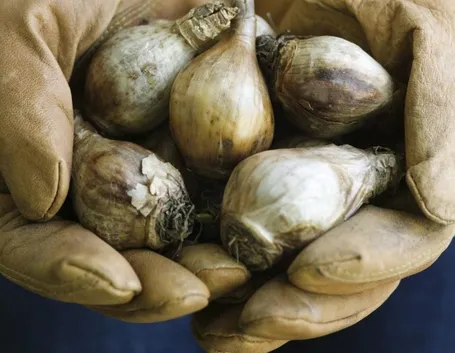 Ricovero e conservazione dei bulbi