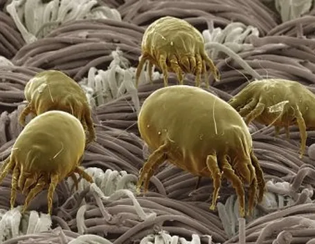 Rimedi naturali contro gli acari delle piante