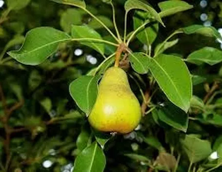 Risposta : albero noce impedimentto visuaale