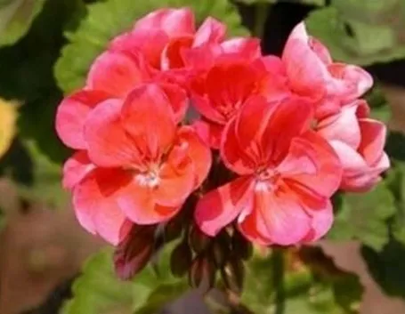Risposta: allergia al geranio