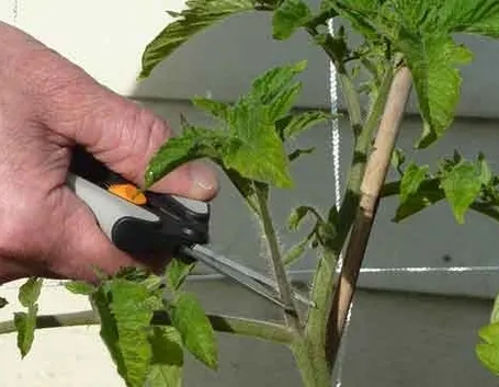 Risposta : bouganvillea e cappero
