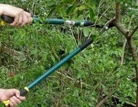 Risposta : Potature la Thuja