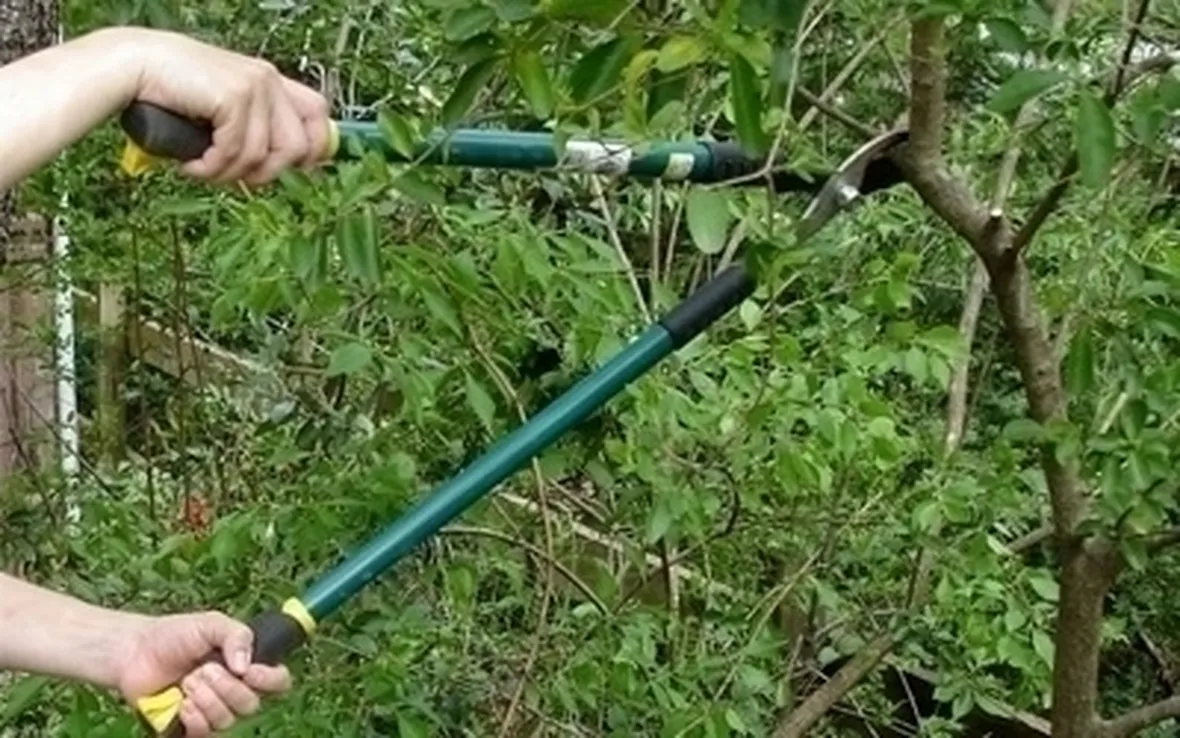 Risposta : Potature la Thuja