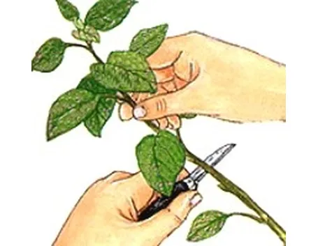 Un aiuto per far attecchire la talea: l'ormone radicante