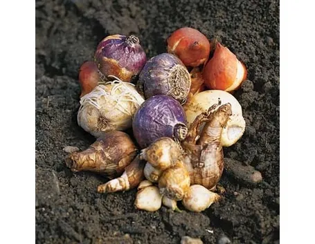 Uso curativo dei bulbi da fiore