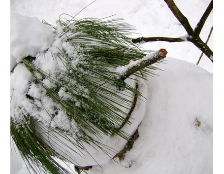 pupazzo di neve