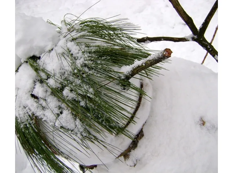 pupazzo di neve