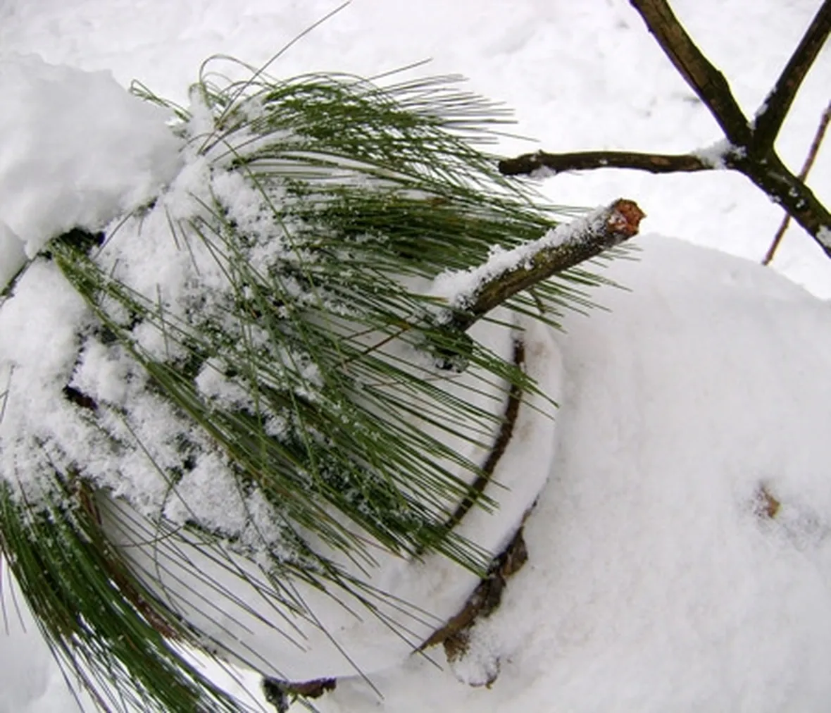 pupazzo di neve