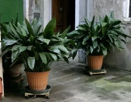 vasi da balcone