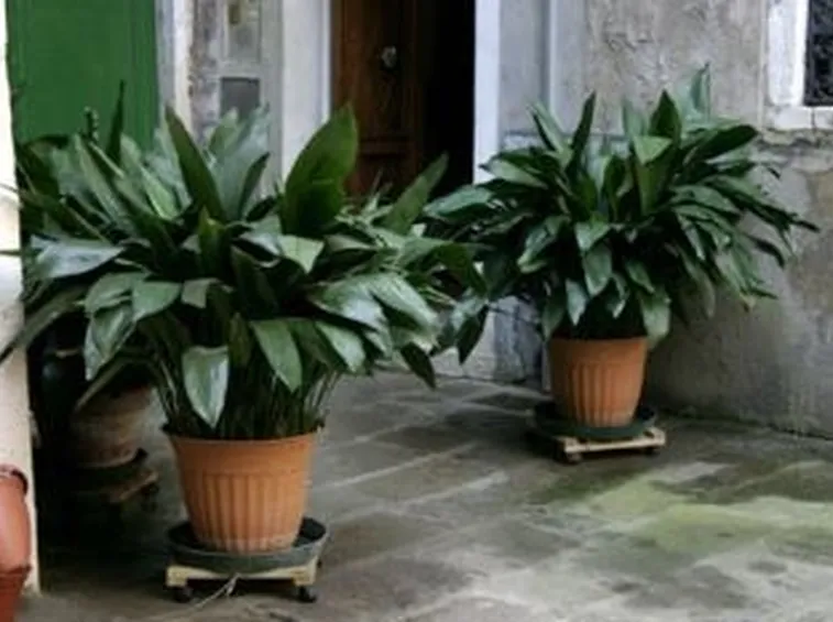 vasi da balcone