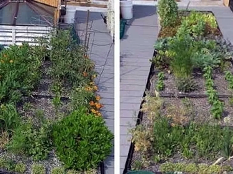 progettazione giardini : Giardini pensili per te