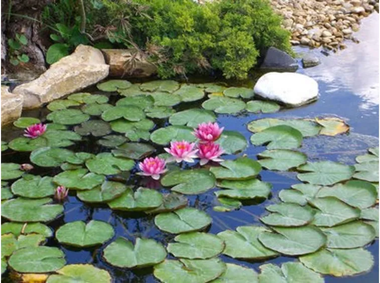 giardino d'acqua-7