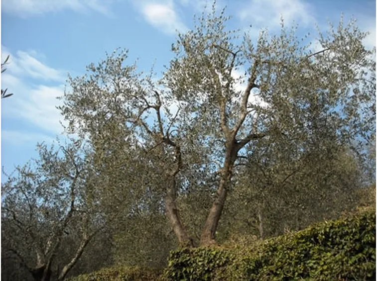 L’ultima frontiera dei centri giardinaggio