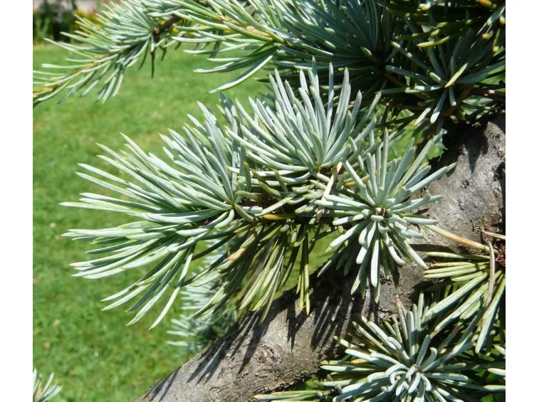 giardinaggio : Innaffiare le piante nelle fioriere 