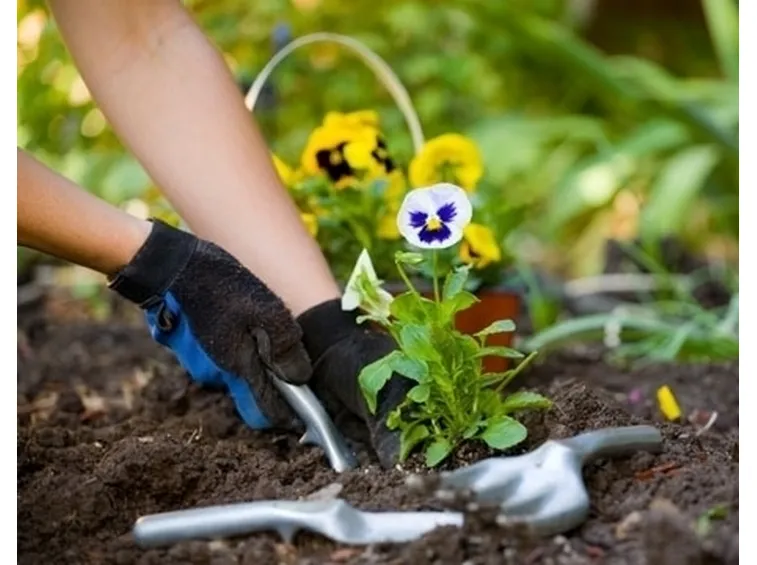 Risposta: dove trovare un semenzaio