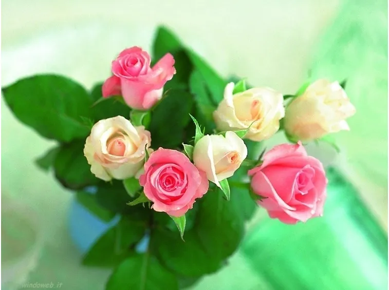 spedire fiori