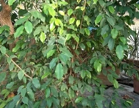 Come prendersi cura del ficus benjamin