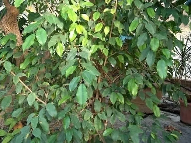 Come prendersi cura del ficus benjamin