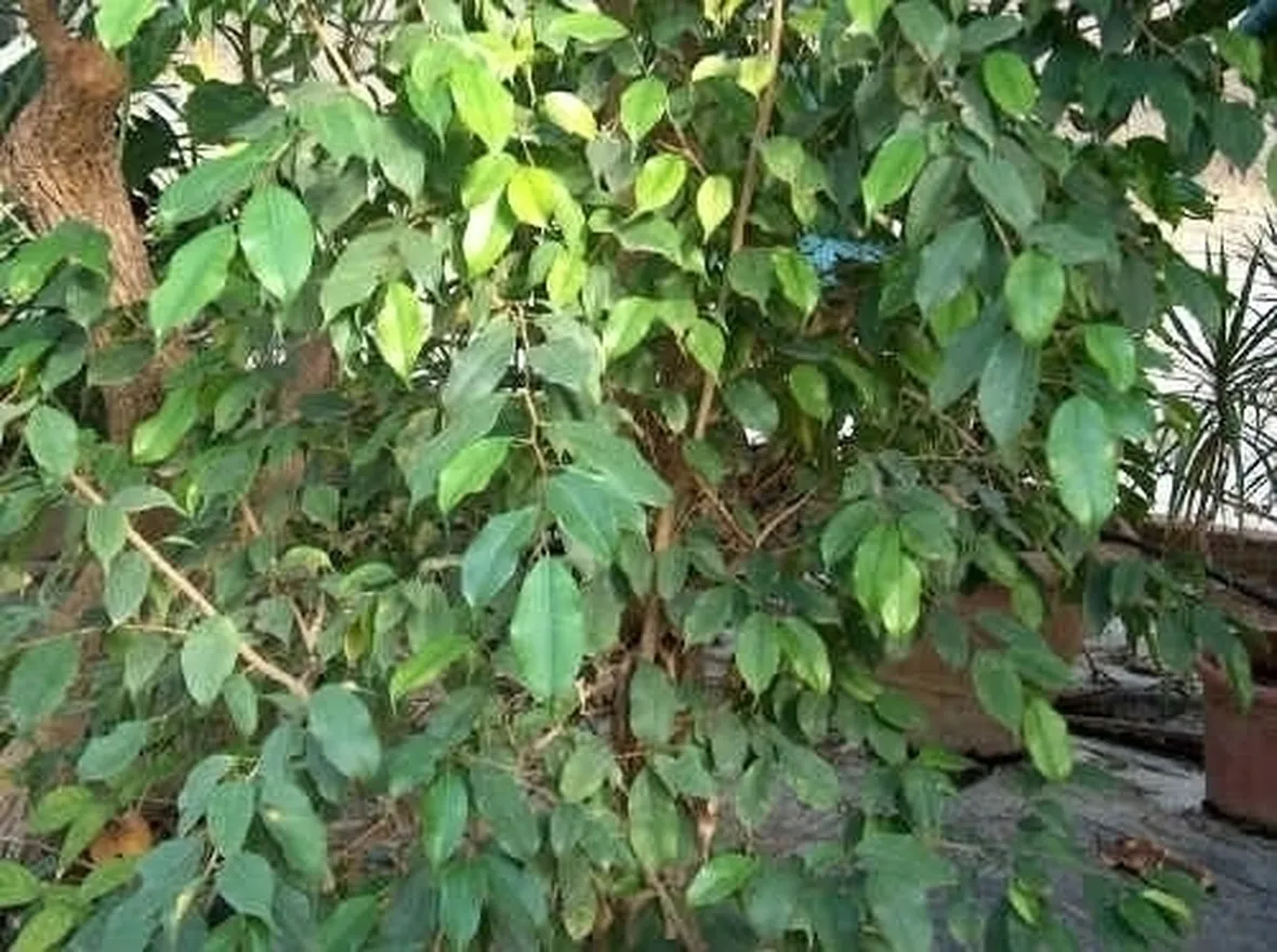 Come prendersi cura del ficus benjamin