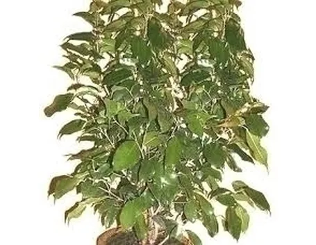 Cura del Ficus Benjamin