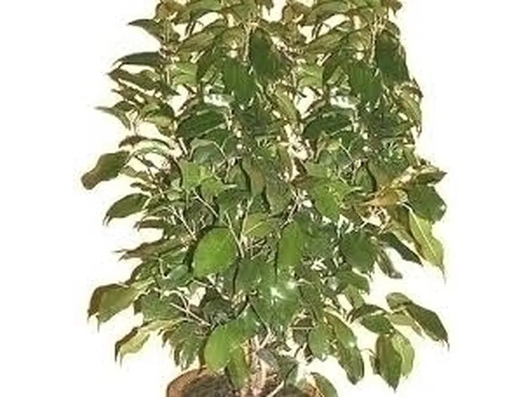 Cura del Ficus Benjamin