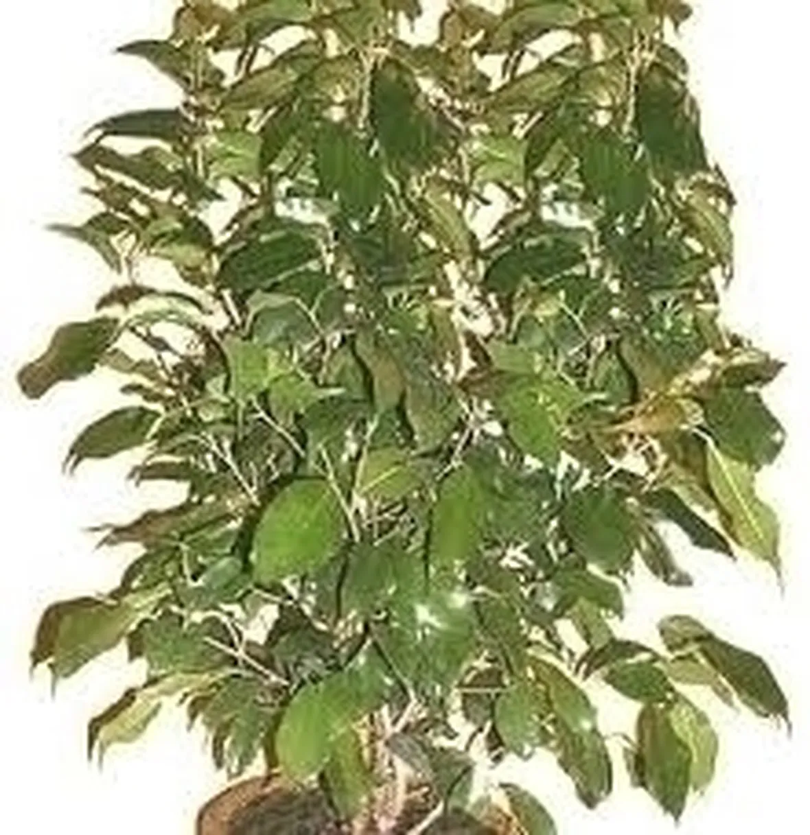 Cura del Ficus Benjamin