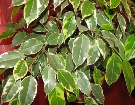 Cura del Ficus Benjamin
