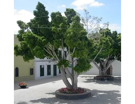 cura del ficus benjamin