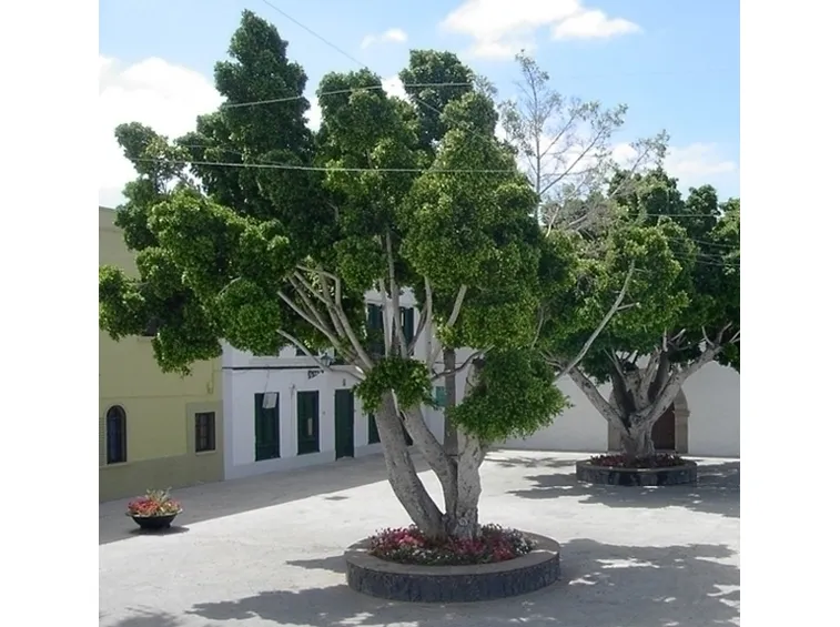 cura del ficus benjamin