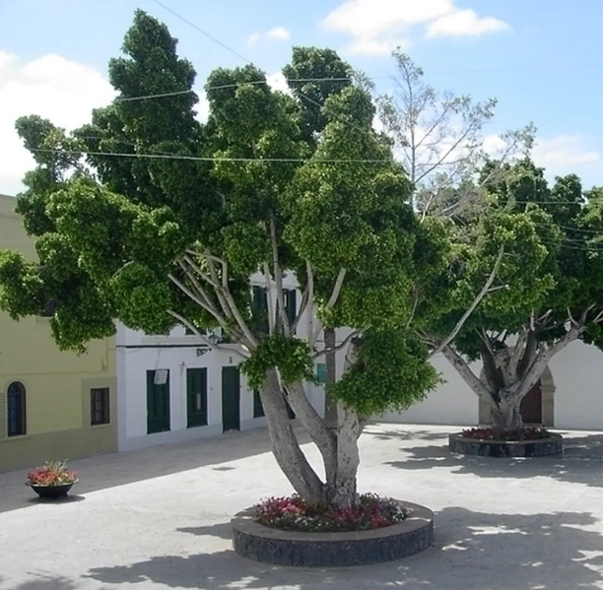 cura del ficus benjamin