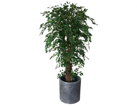 Cura del Ficus Benjamin
