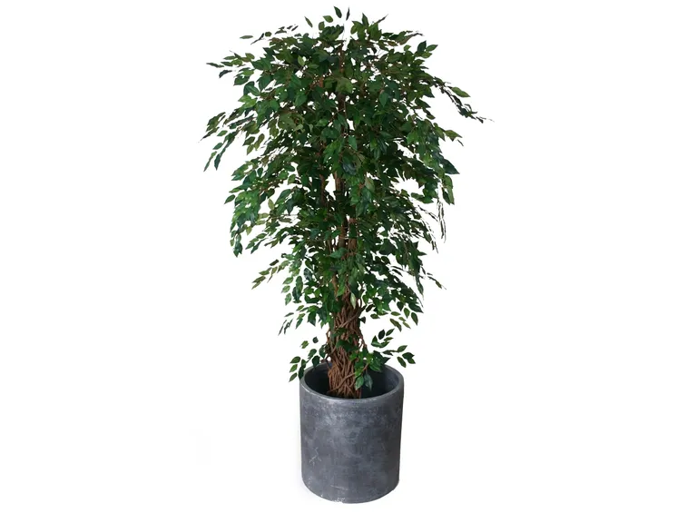 Cura del Ficus Benjamin
