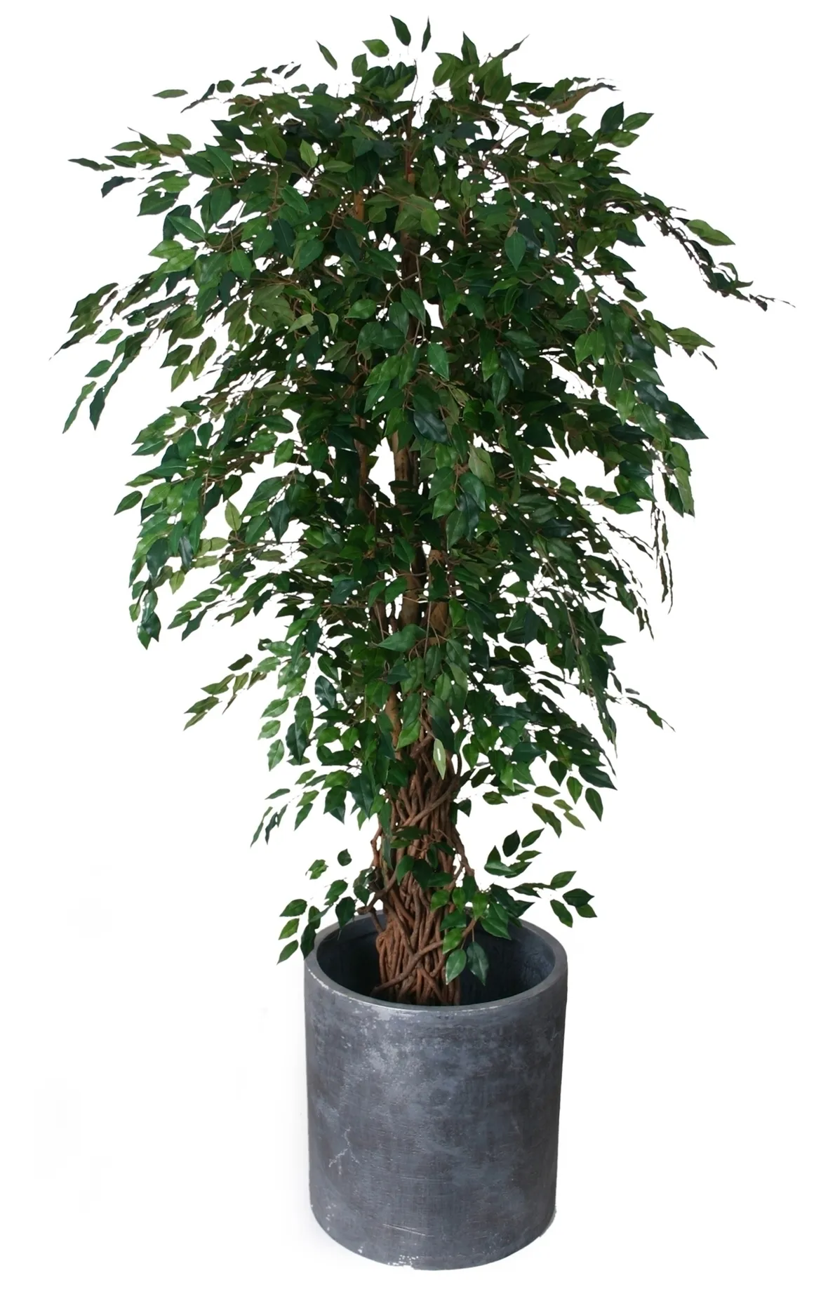 Cura del Ficus Benjamin