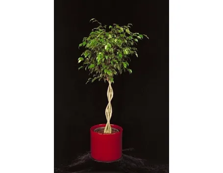 Cura del Ficus Benjamin