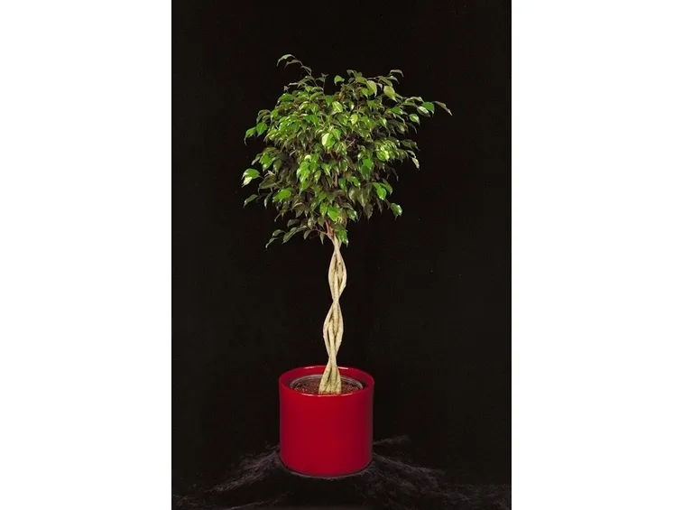 Cura del Ficus Benjamin