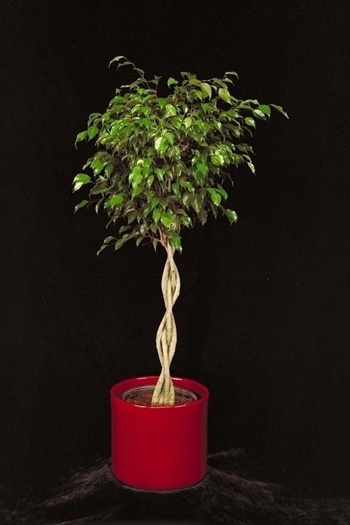 Cura del Ficus Benjamin