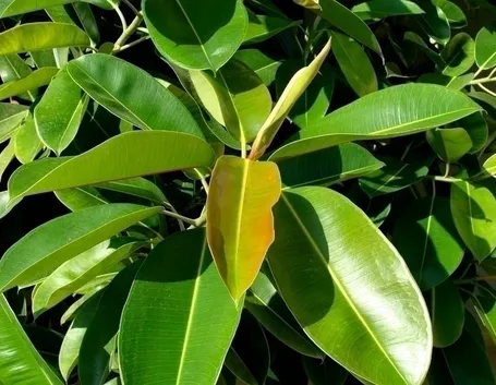 Cura del ficus benjamin