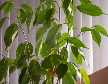 cura del ficus benjamin